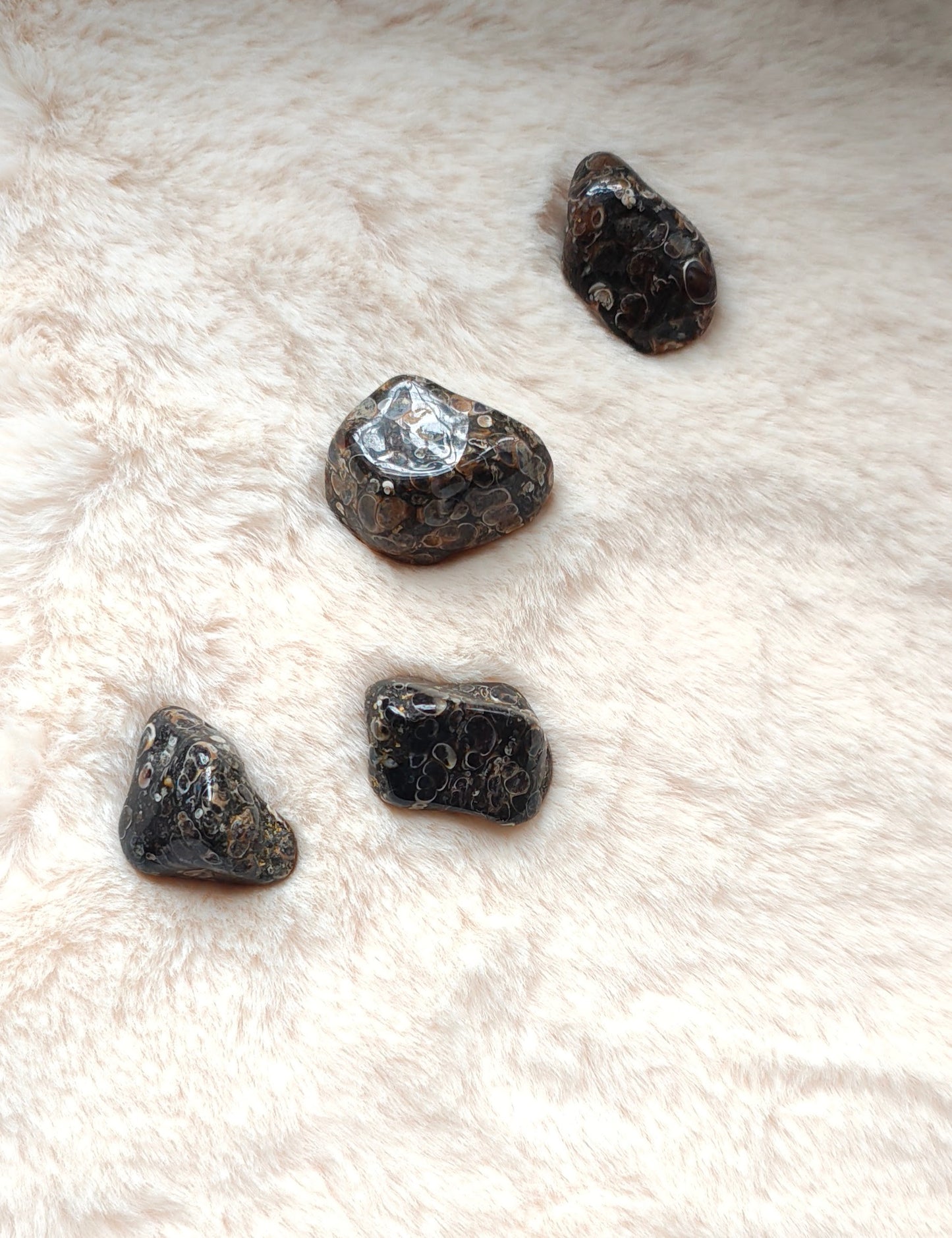 Agate Fossile - Pierre Roulée