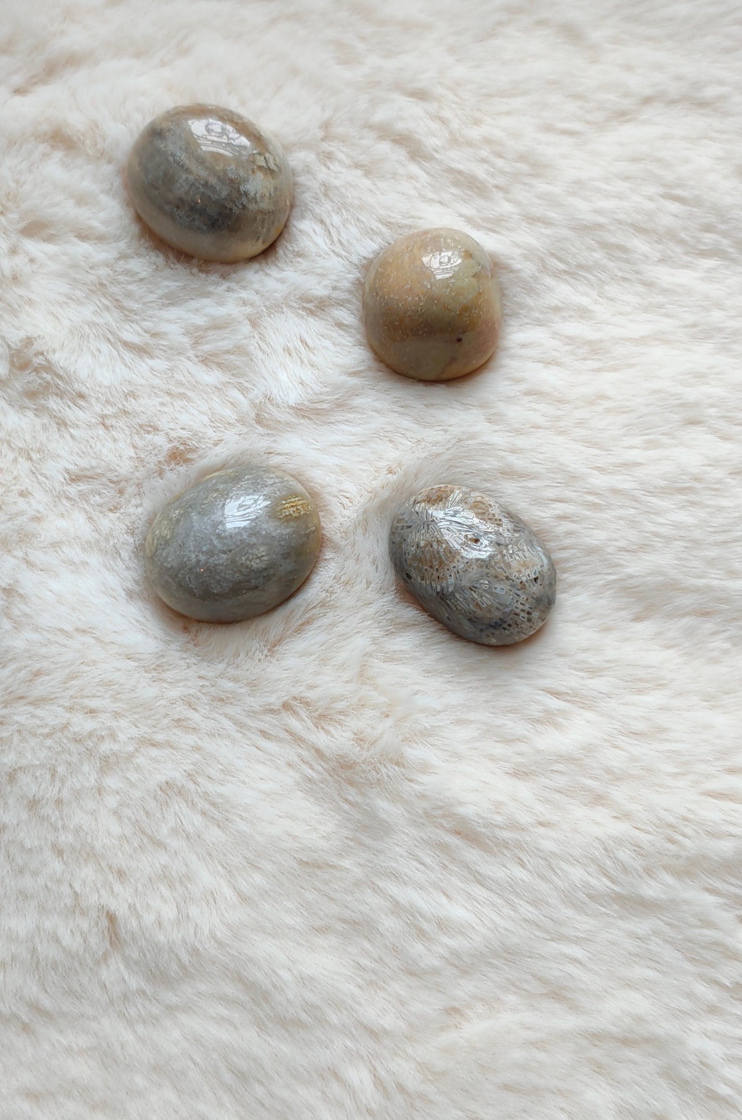 Corail Fossilisé - Pierre Roulée