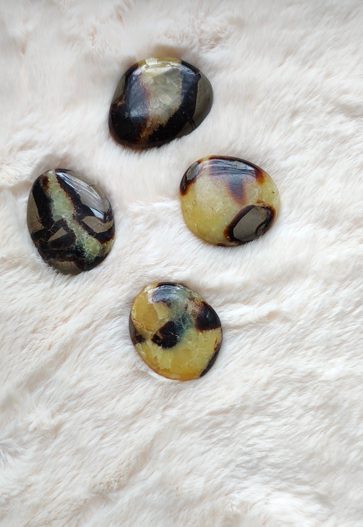 Septaria - Pierre Plate