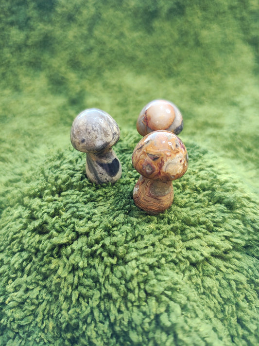 Agate Crazy Lace - Champignon