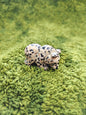 Jaspe Dalmatien - Forme Ours